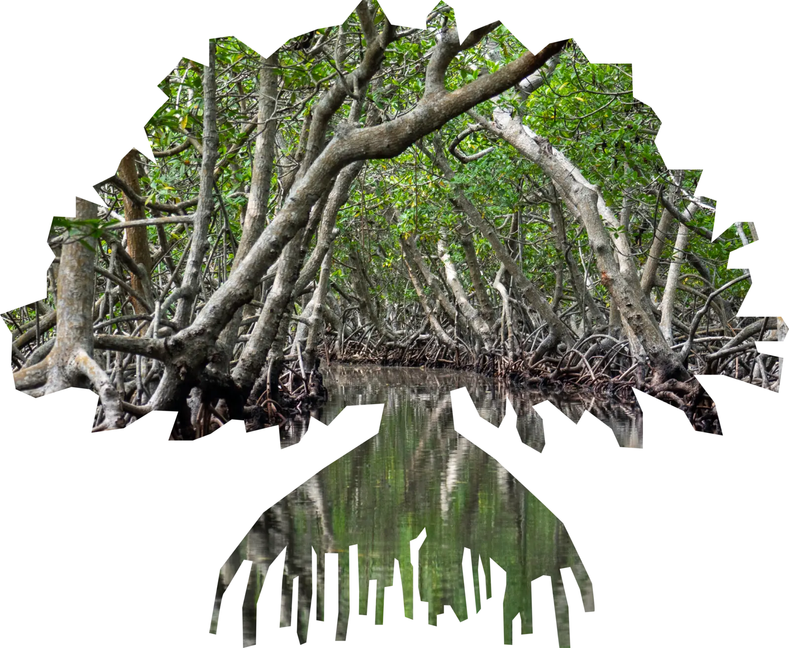 Among The Most Powerful Blue Carbon Sinks